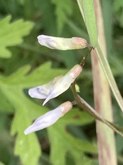 Vicia acutifolia