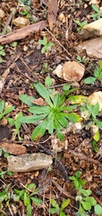 Plantago virginica
