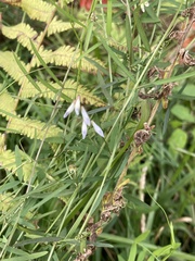 Vicia acutifolia