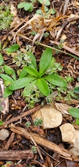 Plantago virginica