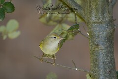Phylloscopus bonelli