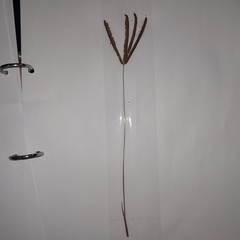 Eustachys paspaloides