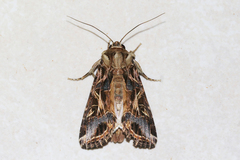 Spodoptera littoralis