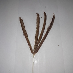 Eustachys paspaloides