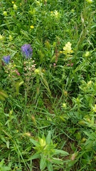Rhinanthus alectorolophus