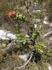 Liparia splendens splendens