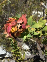 Liparia splendens splendens