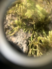 Dendroalsia abietina