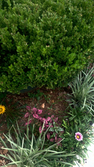 Buxus sempervirens