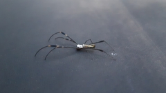 Trichonephila clavipes