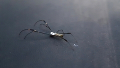 Trichonephila clavipes