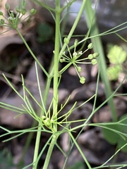 Ptilimnium capillaceum