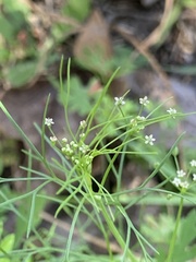 Ptilimnium capillaceum