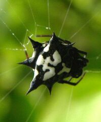 Gasteracantha theisi