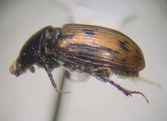 Chilothorax
