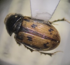 Chilothorax