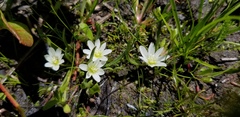 Lewisia triphylla