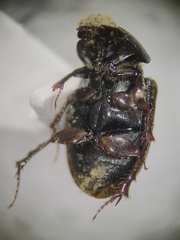 Chilothorax
