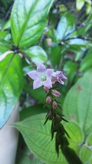 Spigelia hamelioides