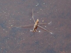 Limnoporus notabilis