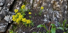 Draba maguirei