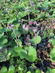 Petasites pyrenaicus