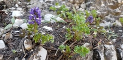 Veronica paysonii