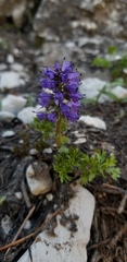 Veronica paysonii