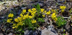 Draba maguirei