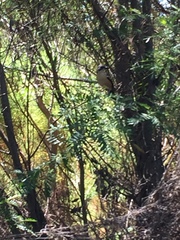 Laniarius ferrugineus