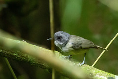 Dysithamnus mentalis