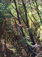 Laniarius ferrugineus