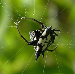 Gasteracantha theisi
