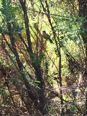 Laniarius ferrugineus