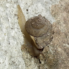 Cerastidae