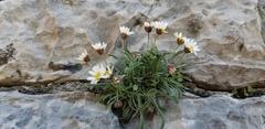 Erigeron cronquistii