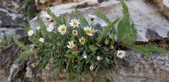 Erigeron cronquistii