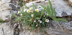 Erigeron cronquistii