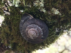 Monadenia infumata