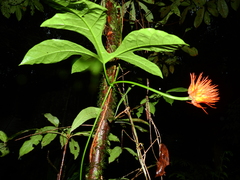 Gurania huebneri
