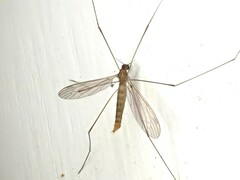Dicranomyia
