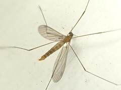 Dicranomyia