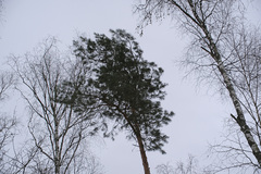 Pinus sylvestris