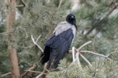 Corvus cornix