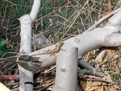 Phoenicolacerta laevis