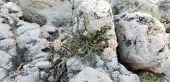 Musineon naomiensis