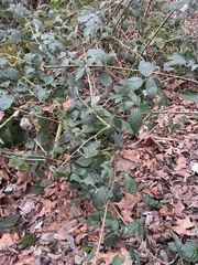 Rubus bifrons