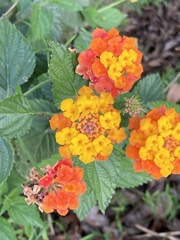 Lantana camara