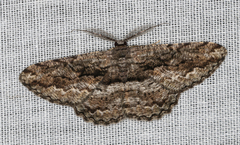 Scioglyptis canescaria