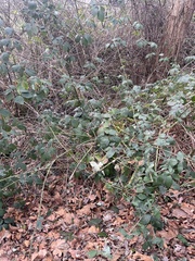 Rubus bifrons